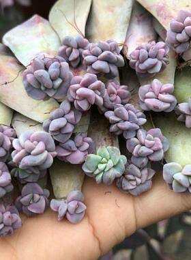 多肉紫乐30棵叶插小苗13.99包邮带芽紫乐胧月冬美人璀璨淡雪叶片