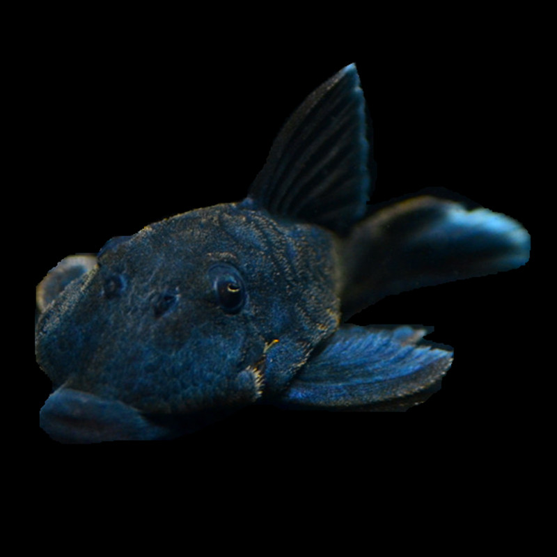 【大鱼吃小鱼水族】野生l239蓝丝绒异型鱼定水稳定南美热带观赏鱼