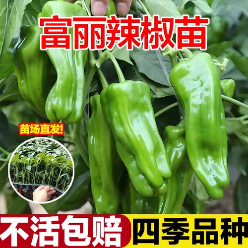 薄皮青椒不辣的菜椒优质辣椒苗山东寿光本地土秧苗带土老品种批发