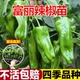 薄皮青椒不辣 盆栽 菜椒优质辣椒苗山东寿光本地秧苗带土高产四季