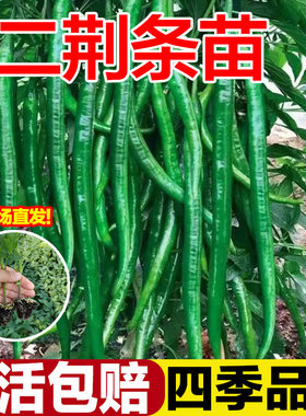 高产二荆条辣椒苗秧特辣山东寿光正宗二斤条线椒螺丝秧苗带土四季