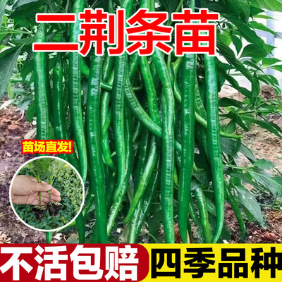 高产优质二荆条辣椒苗秧特辣山东寿光本地农村秧苗带土老品种批发