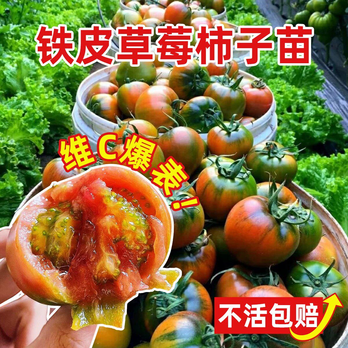 寿光铁皮草莓西红柿苗秧水果春季四季柿子普罗旺斯番茄苗蔬菜种苗