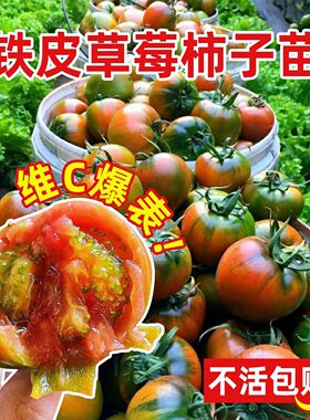 寿光铁皮草莓西红柿苗秧水果春季四季柿子普罗旺斯番茄苗蔬菜种苗