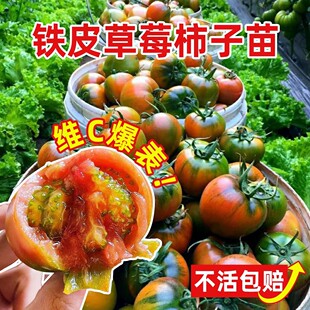寿光铁皮草莓西红柿苗秧水果春季四季柿子普罗旺斯番茄苗蔬菜种苗