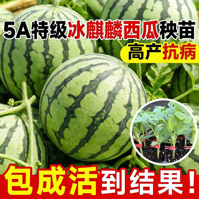 山东寿光嫁接西瓜秧苗麒麟8424美都西瓜优质大苗高产早熟阳台盆栽
