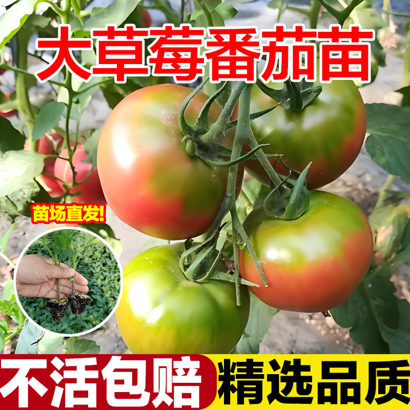 草莓番茄苗秧带土大果铁皮水果大西红柿苗绿腚柿子山东寿光老品种
