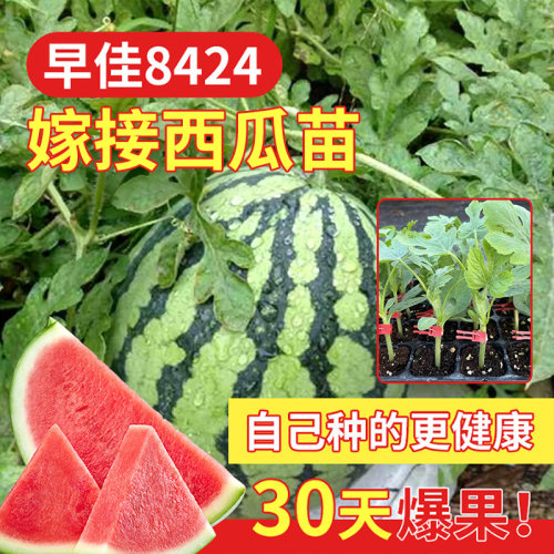 8424麒麟西瓜苗寿光苗场直发