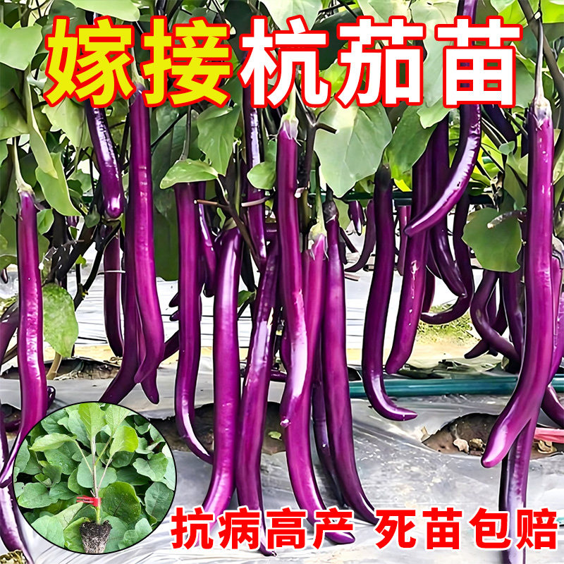 杭茄一号嫁接茄子秧苗带土特大号高产线茄苗蔬菜秧苗老品种寿光发