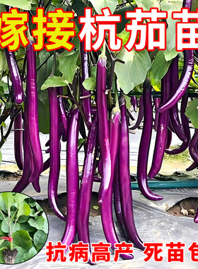 杭茄一号嫁接茄子秧苗带土特大号高产线茄苗蔬菜秧苗老品种寿光发