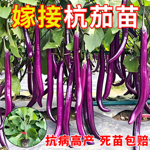 杭茄一号嫁接茄子秧苗带土特大号高产线茄苗蔬菜秧苗老品种寿光发