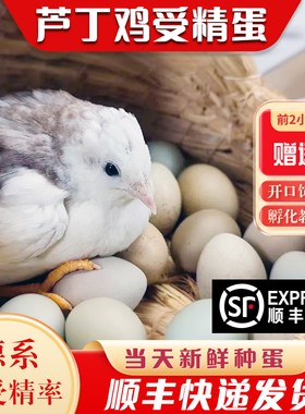 芦丁鸡受精可孵化蛋网红小鸡蛋黑白礼服德系宠物白色瓦灰顺丰包邮
