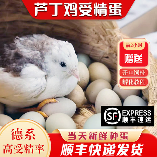 芦丁鸡受精可孵化蛋网红小鸡蛋