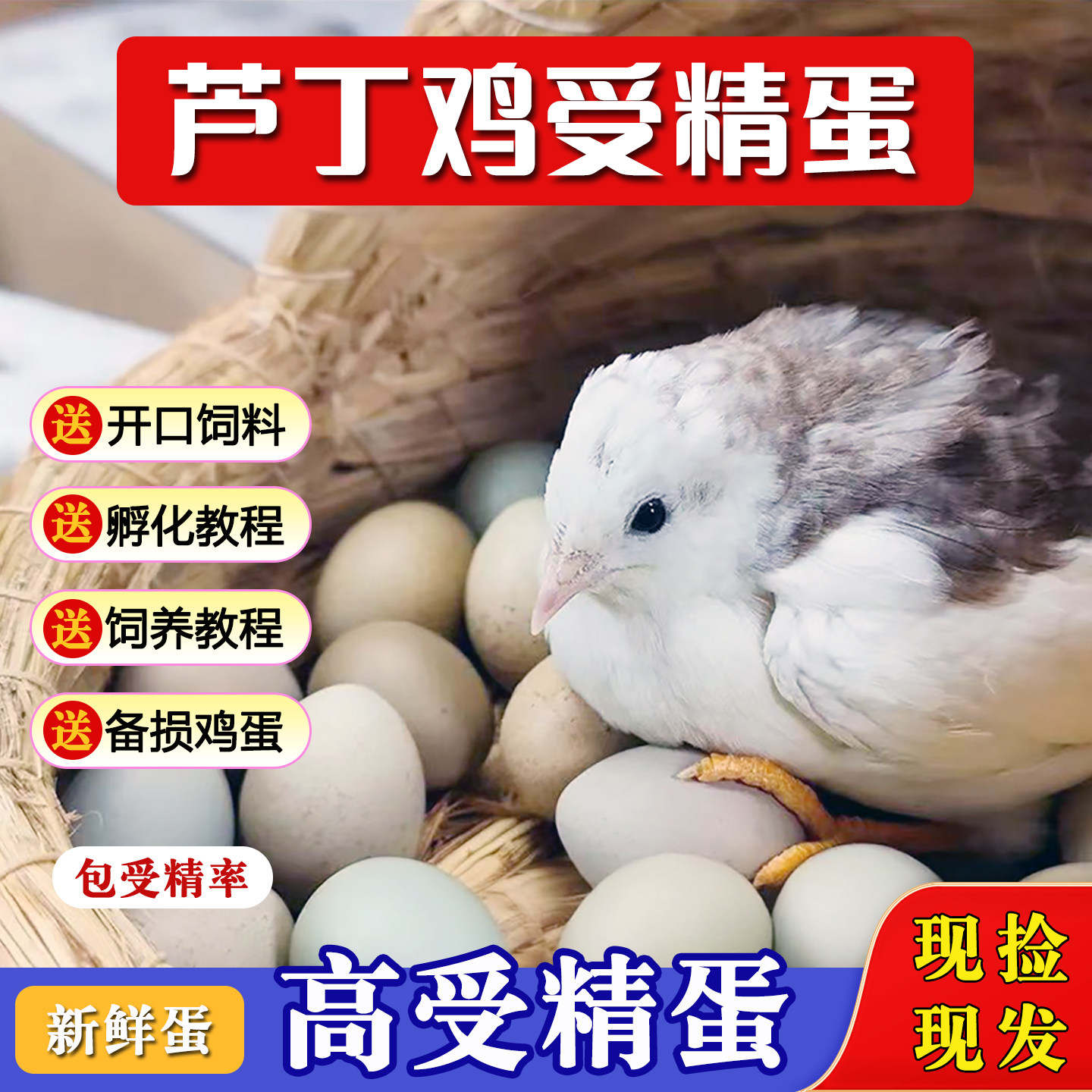 芦丁鸡受精蛋可孵化纯白瓦灰