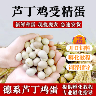 芦丁鸡种蛋受精蛋可孵化礼服白色宠物鸟蛋迷你观赏鸡蛋卢丁鸡德系