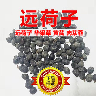 华粱草 远荷子 川赤草 华梁草 蓉良草