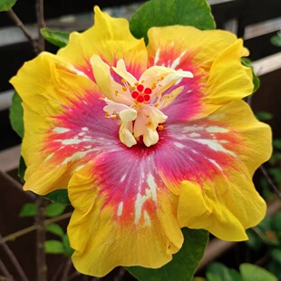 扶桑花枝条 无根  嫁接扦插繁殖材料 单个花色买二送一  满50包邮