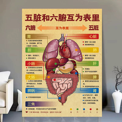 五脏和六腑互为表里中医藏象五脏六腑的关系中医装饰墙贴画海报