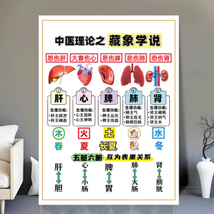 中医藏象五脏六腑的关系五脏和六腑互为表里中医装饰墙贴画海报