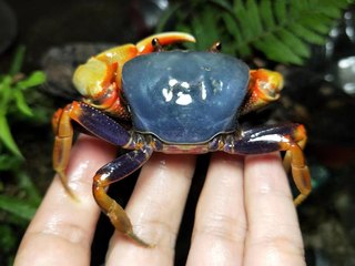 宠物蟹活体南海溪蟹蓝尖肢热卖寄居蟹水族观赏蟹淡水蝴蝶蟹勾手蟹