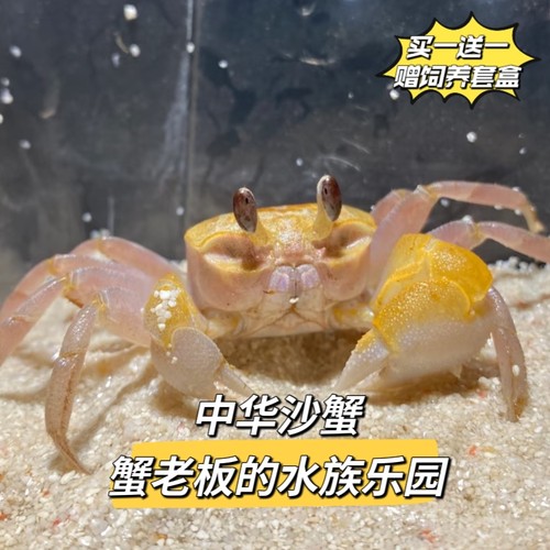 中华沙蟹可爱大眼萌宠物混养懒人