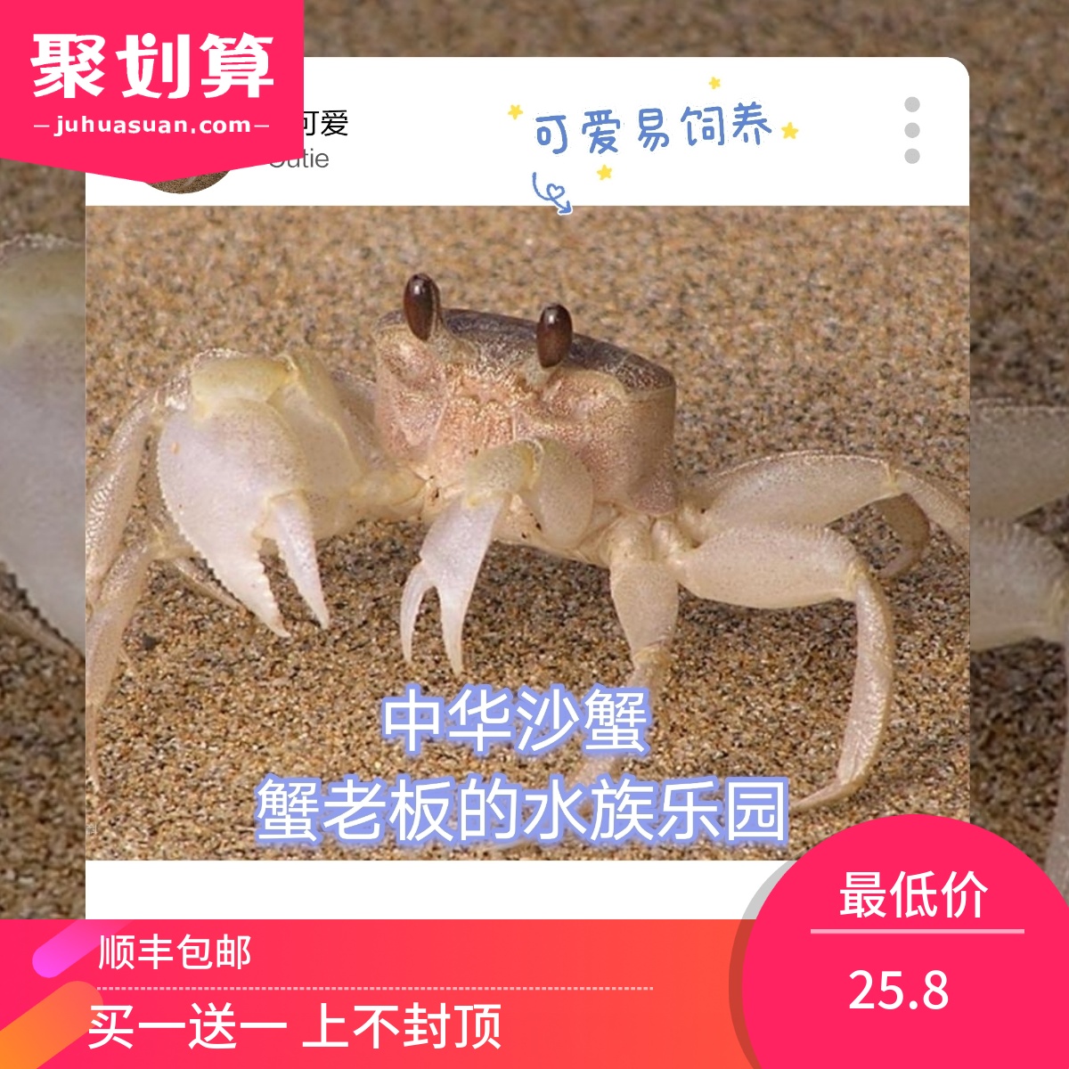 中华沙蟹可爱大眼睛宠物混养懒人