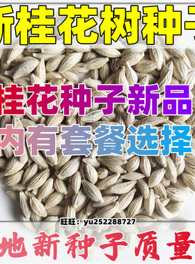 四季桂花种子开花花籽阳台绿化用