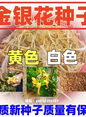 金银花种子爬藤金银花籽食用泡茶中药材四季金银木花红色黄色白色