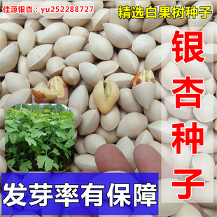 新采银杏种子白果树种籽绿化苗工程拆迁补偿占地用办公室阳台盆栽