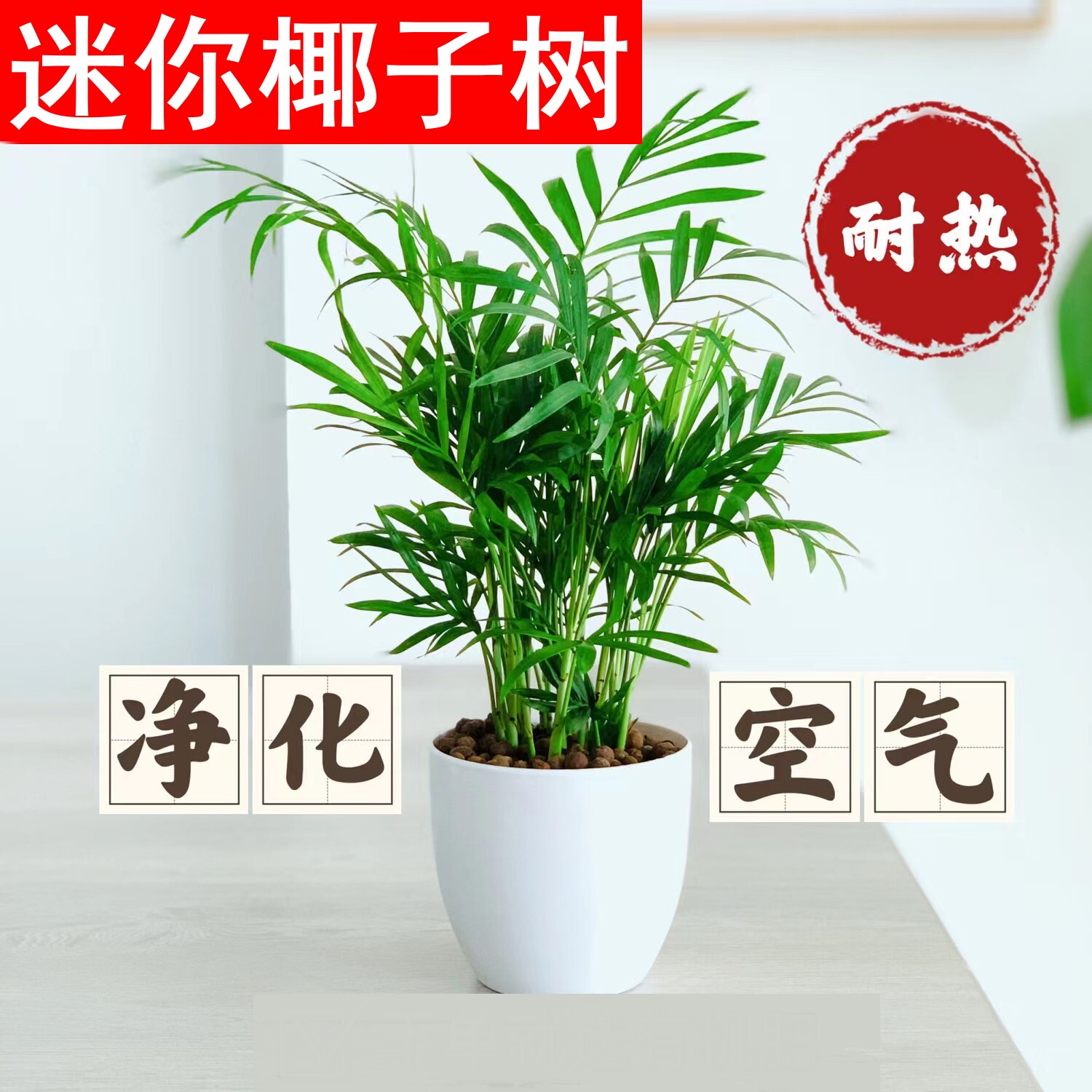 迷你袖珍小椰子树室内养种办公桌绿植吸收除吸去消甲醛苯植物椰树