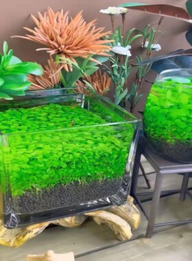 种子水草种子颗粒水草泥
