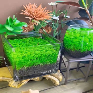 草缸虾鱼缸水培造景水生水草种子爬地趴地矮珍珠大对叶牛毛草种籽