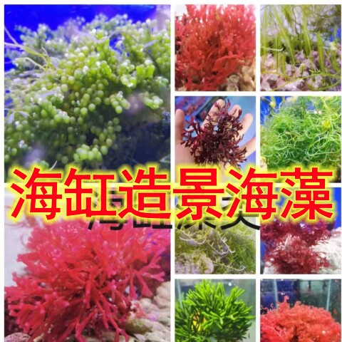带石海藻海草鲜活水草