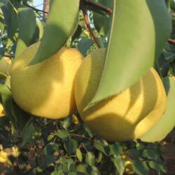 乾县泔河酥梨陕西黄皮酥梨子新鲜水果当季现货整箱净重10斤装包邮