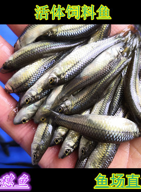麦穗鱼活体饲料鱼饵料鱼乌龟活食龙鱼鳜鱼食淡水小鱼苗活体冷水鱼