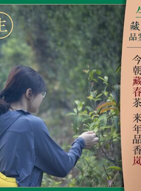 生茶  试饮装链接 ！试喝茶样不送茶具！具体款式请见商品详情
