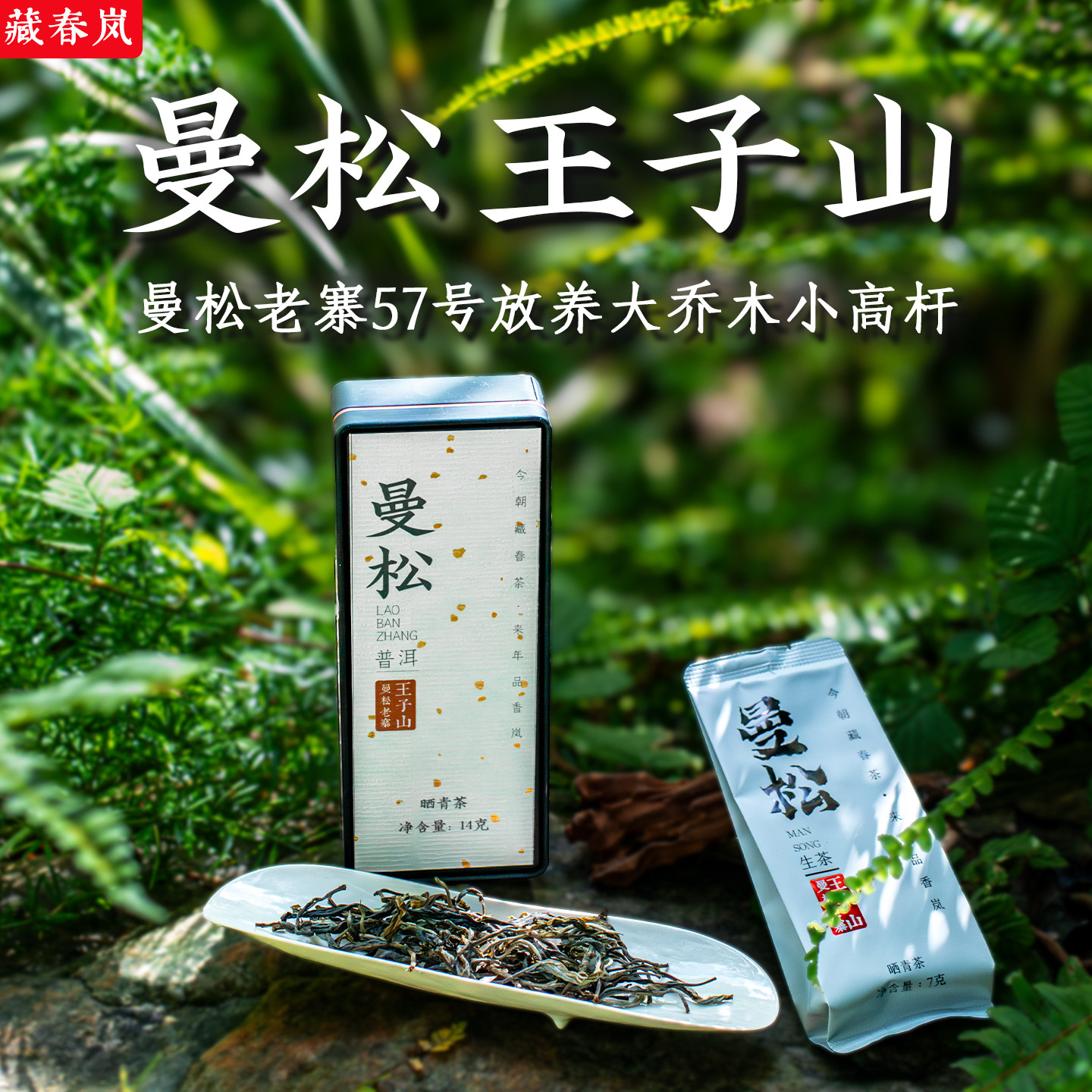 2025曼松王子山放养乔木生茶散茶