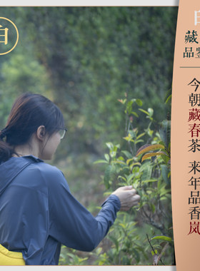 白茶  试饮装链接 ！试喝茶样不送茶具！具体款式请见商品详情