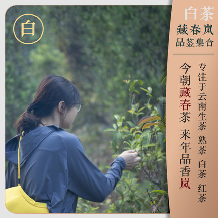 白茶  试饮装链接 ！试喝茶样不送茶具！具体款式请见商品详情