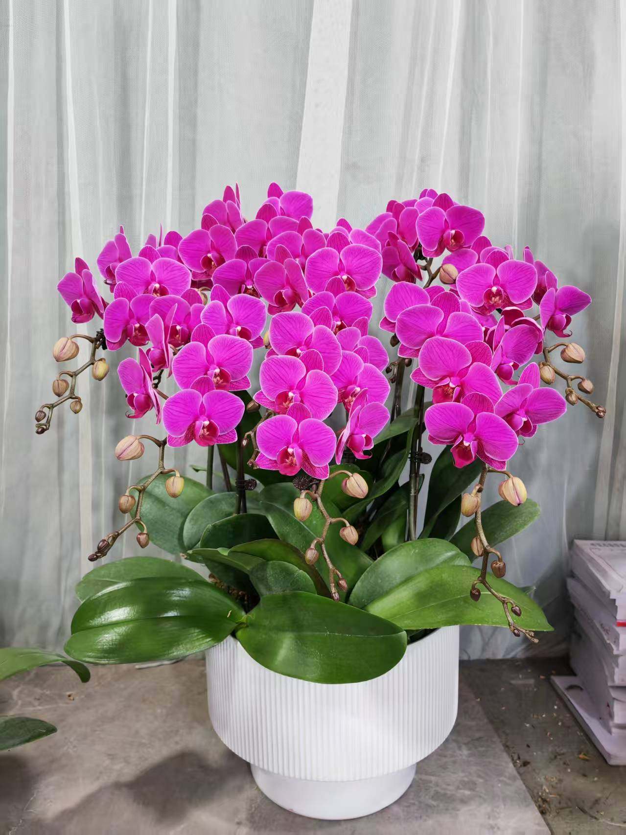 武汉同城配送多蝴蝶兰品种可选送礼年宵花开业花卉盆景,鲜花速递/花卉仿真/绿植园艺,时令草本花卉,淘宝优惠券,粉丝福利购,淘宝优惠卷