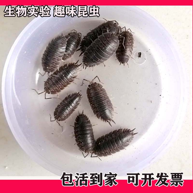 鼠妇虫西瓜虫宠物昆虫活体实验