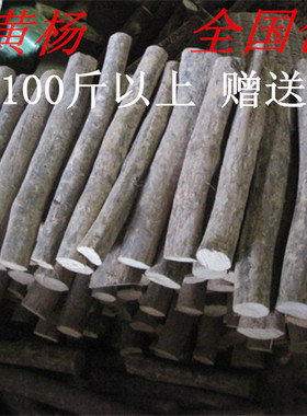 珍珠黄杨弹弓印章雕刻木料