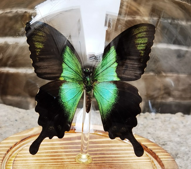 永生密封欧式样板房特色蝴蝶标本