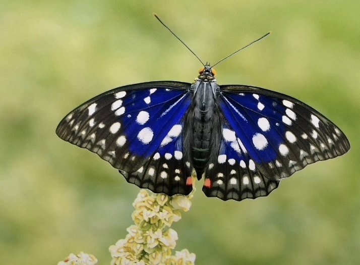 大紫蛱蝶干制标本diy手作原料 日本国蝶a1/-a