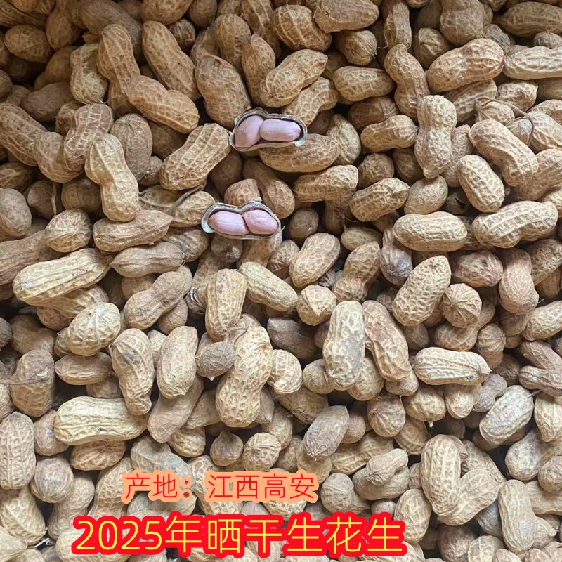 2025年江西高安新鲜花生新鲜湿花生粉色皮花生晒干生花生落花生