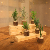 饰各种松树松针鲜活木墩摆件小型微景观创意 迷你圣诞树装 美物