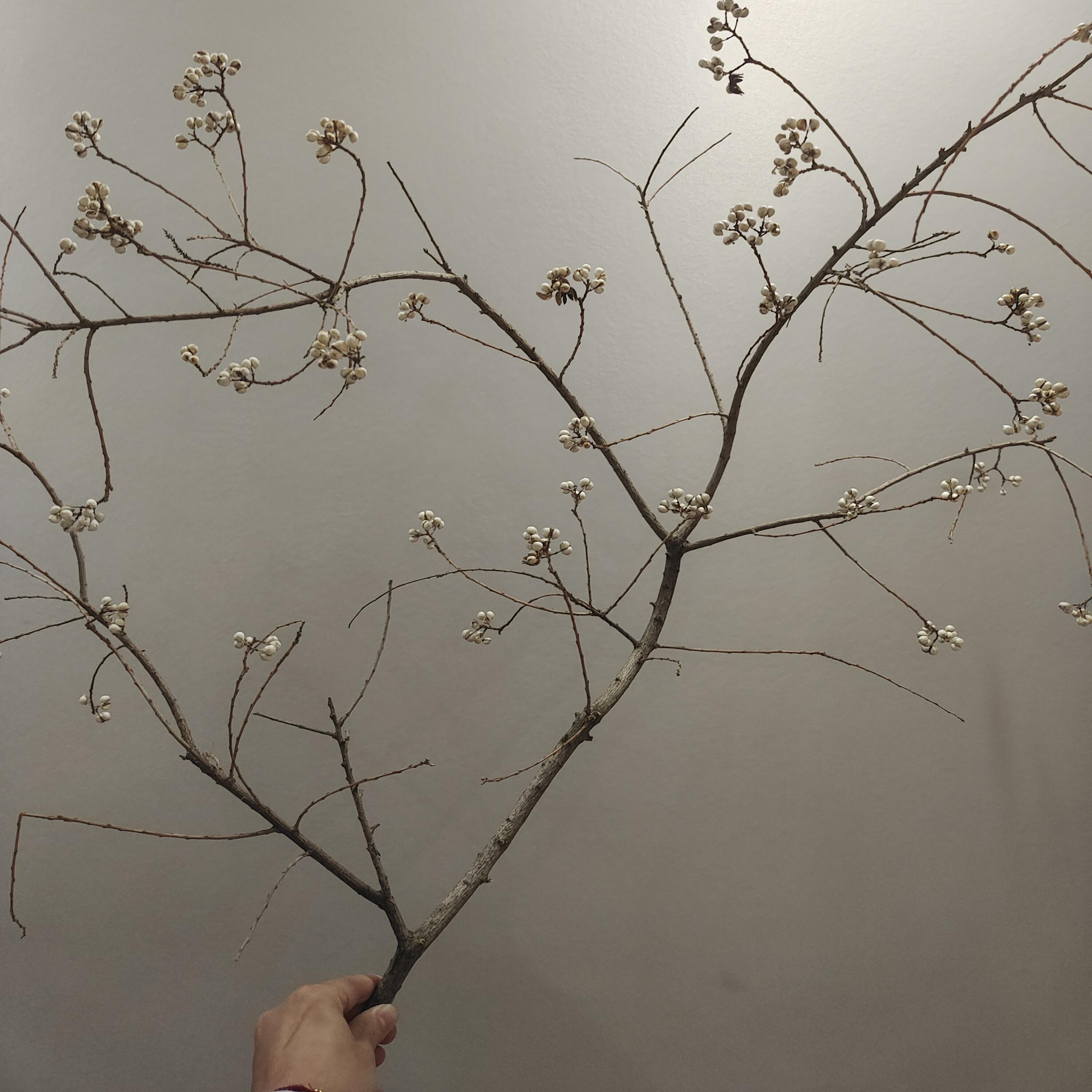 小白果乌桕果花束装饰品家居干花干树枝花瓶插花摆件diy手工