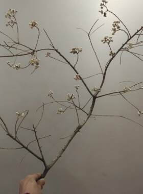 小白果乌桕果花束装饰品家居干花干树枝花瓶插花摆件diy手工