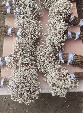 小白果乌桕果干花花束插花松树装饰树枝植物圣诞树北欧风花束干花