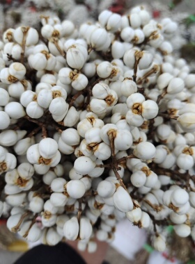小白果乌桕果干花diy手工花束插花松树装饰树枝植物圣诞树北欧风
